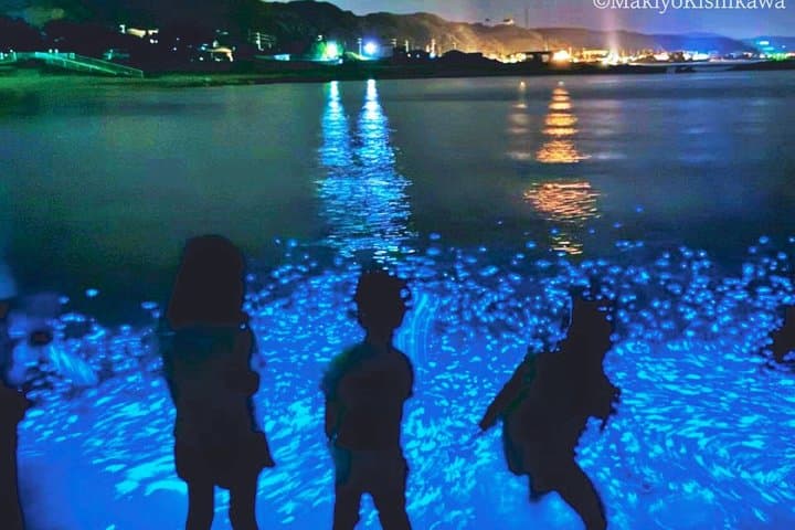 From Osaka: Awaji Island Blue Glow Sea Firefly Night Tour — photo 9