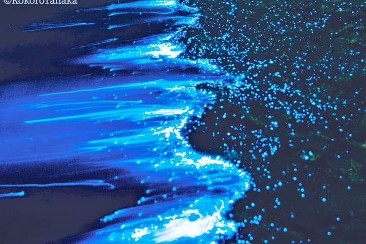 From Osaka: Awaji Island Blue Glow Sea Firefly Night Tour — photo 6