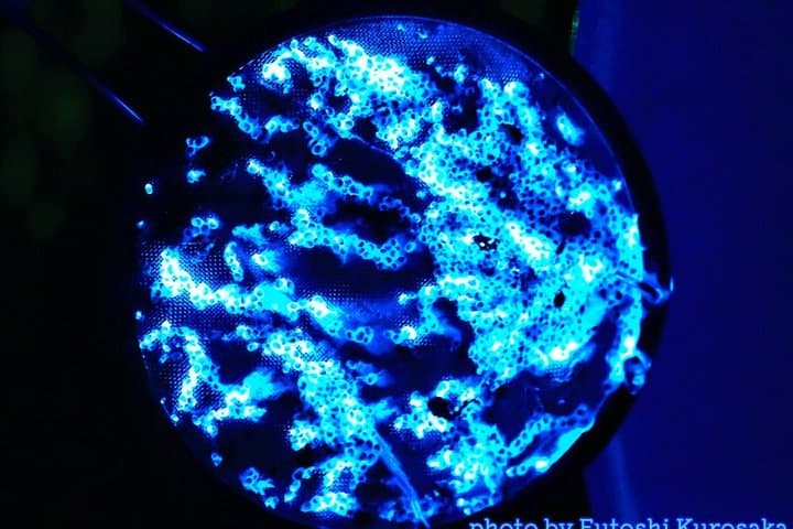 From Osaka: Awaji Island Blue Glow Sea Firefly Night Tour — photo 5