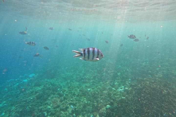 Private Snorkeling Tour at Blue Cave Okinawa — photo 8