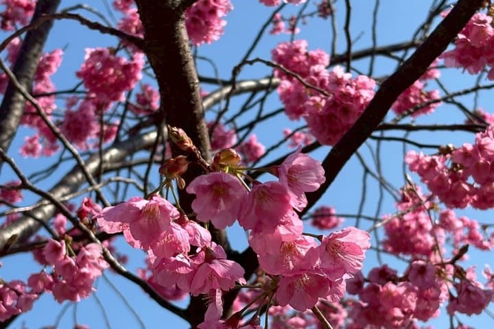 Yokohama Highlights Half-Day Walking Private Tour : — photo 6