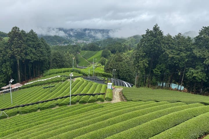 Uji and Wazuka Matcha Farm Half Day Private Guided Tour — photo 12