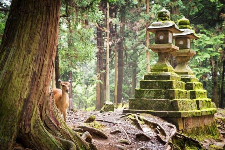 Kyoto and Nara Private Day Tour