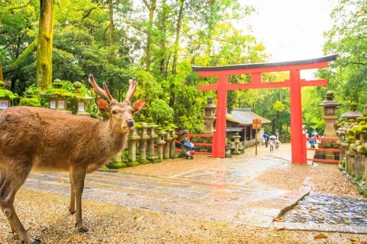 Kyoto and Nara Private Day Tour — photo 2