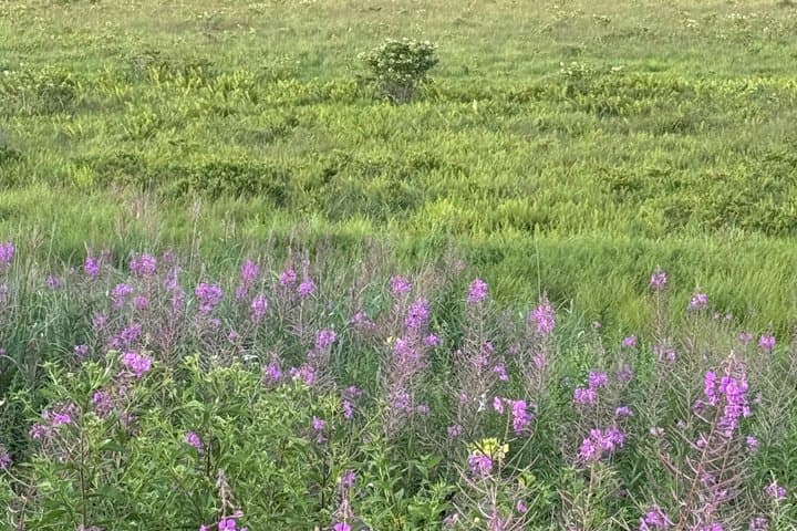 Private Guided Kirigamine Tour in Nagano: Marsh Walk & Lunch — photo 14