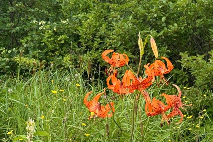 Private Guided Kirigamine Tour in Nagano: Marsh Walk & Lunch — photo 15