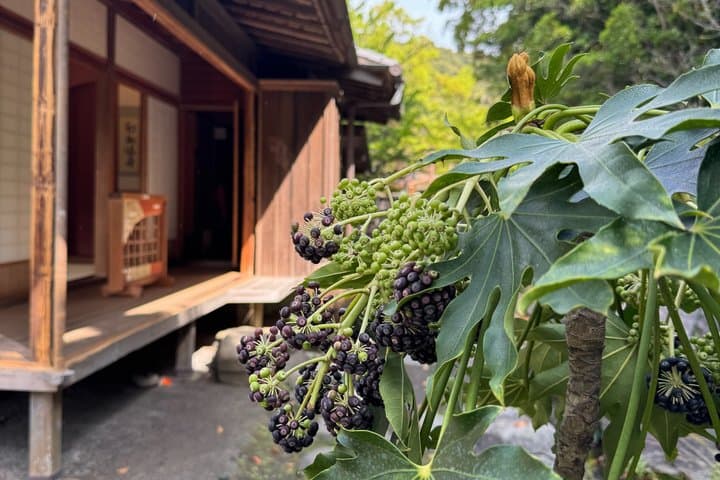 Hidden Gems of Kagoshima: Small-Group Zen Walking Tour — photo 8