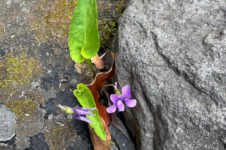 Hidden Gems of Kagoshima: Small-Group Zen Walking Tour — photo 6