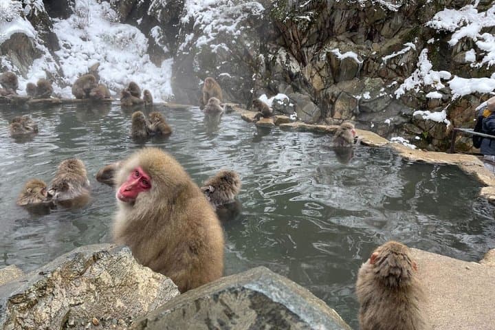 Togakushi Shrine & Snow Monkey Full-day Private Tour — photo 14