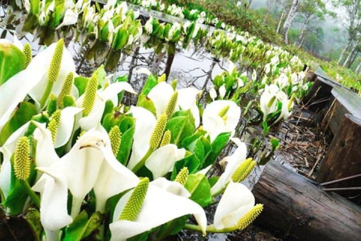 From Tokyo Day Trip Hiking Adventure in Oze National Park — photo 8
