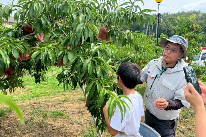 Okayama Kurashiki Harvest: 1 Fruit Pick & 3 Souvenirs(60m) — photo 8