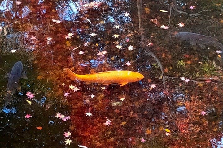 Private Tour of North Kamakura Temples with licensed guide — photo 9