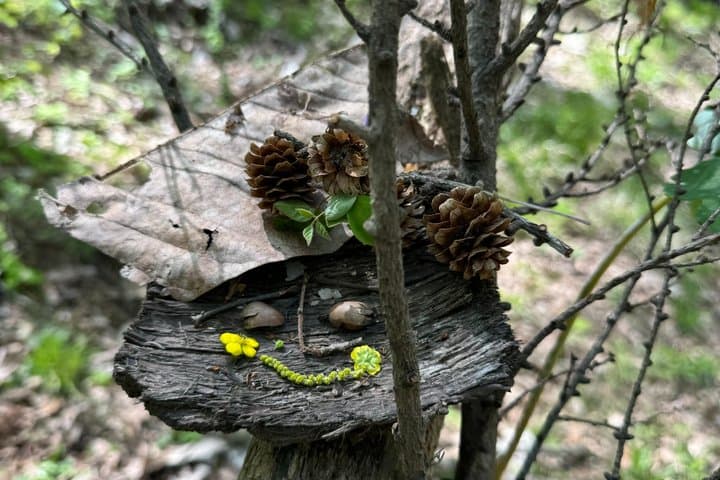 Nagano Omachi Forest Immersion and Artisan Lumberjack Tour — photo 2