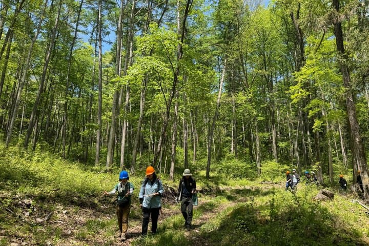 Nagano Omachi Forest Immersion and Artisan Lumberjack Tour — photo 3