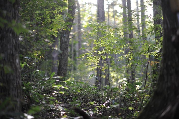 Nagano Omachi Forest Immersion and Artisan Lumberjack Tour — photo 5
