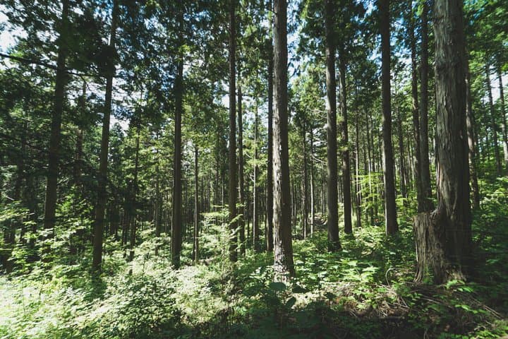 Nagano Omachi Forest Immersion and Artisan Lumberjack Tour — photo 6