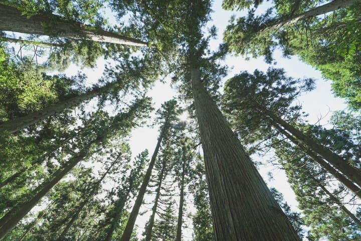 Nagano Omachi Forest Immersion and Artisan Lumberjack Tour — photo 7