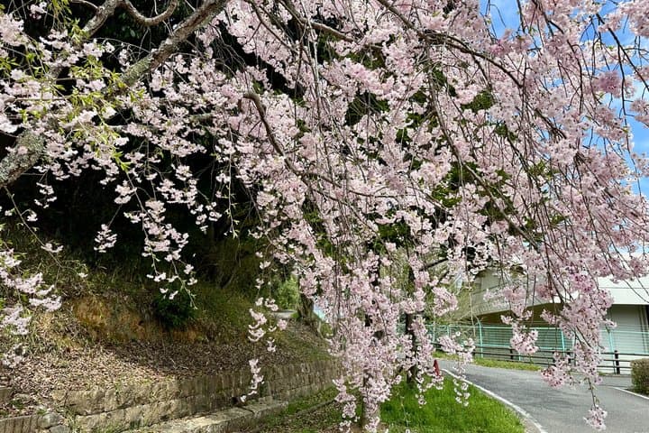 Kyoto Satoyama Cycling with Lunch and English Guide — photo 19