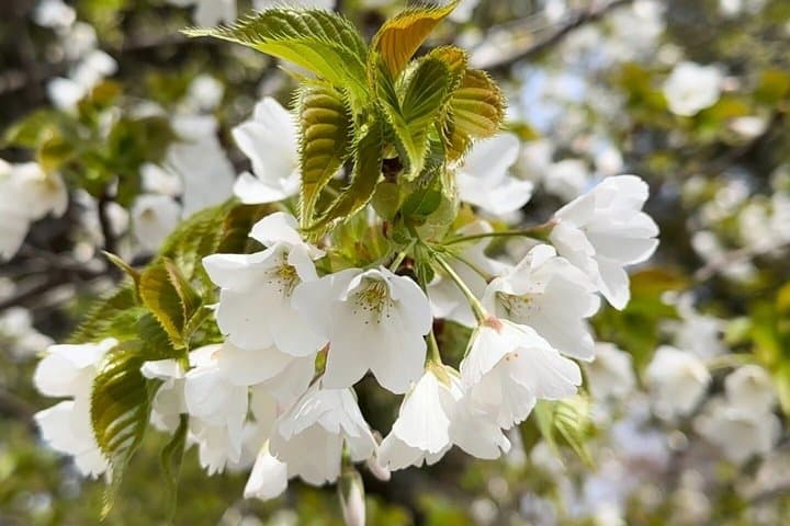 Kyoto Satoyama Cycling with Lunch and English Guide — photo 17