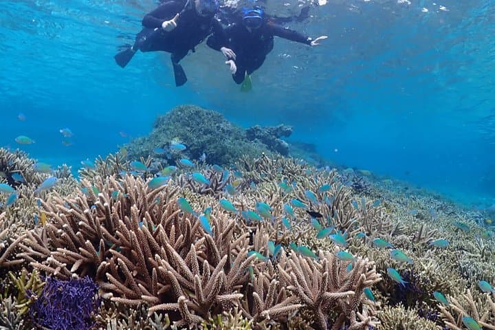 Snorkeling in Miyakojima- Fluent English! Small group! — photo 5