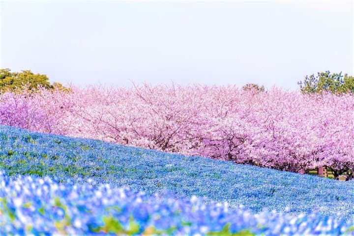 Itoshima and Flower Seaside Park Day Tour from Fukuoka — photo 2