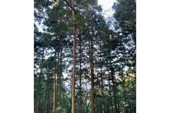 Tokyo: Mt. Takao Hidden Gem Hike & Summit Ramen (Gear Included) — photo 3