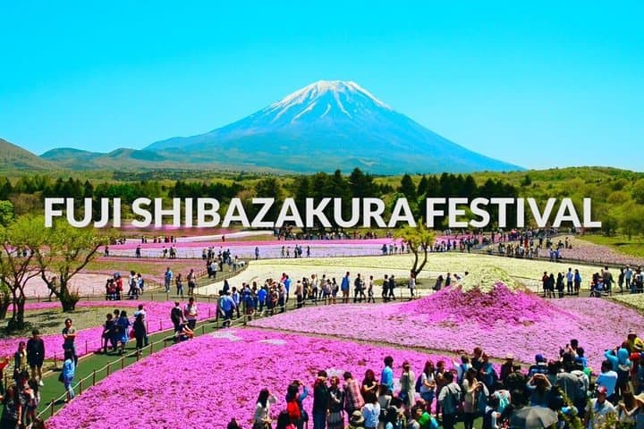 Fuji Shibazakura Festival Chery Blosom by Car English DriverGuide