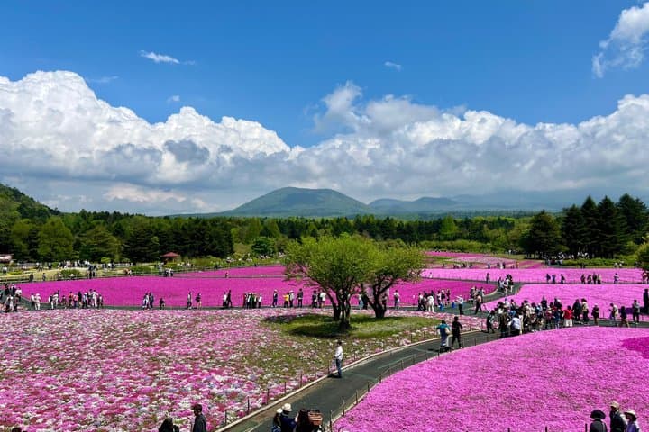 Fuji Shibazakura Festival Chery Blosom by Car English DriverGuide — photo 2