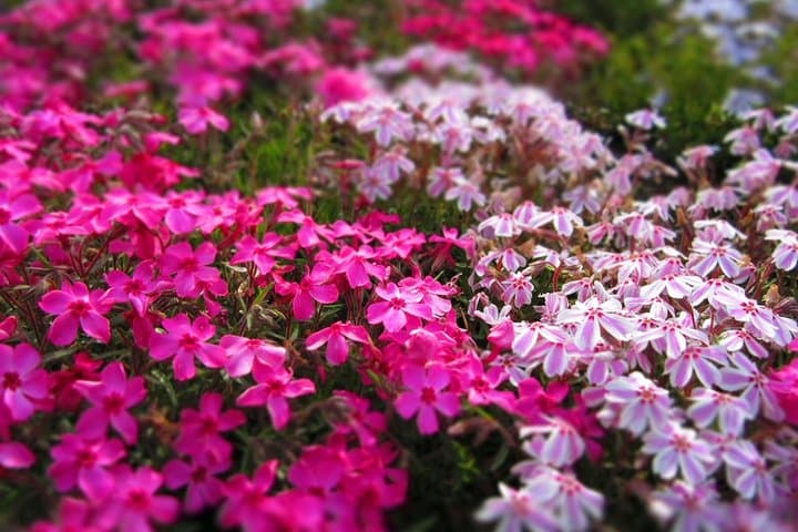 Fuji Shibazakura Festival Chery Blosom by Car English DriverGuide — photo 4