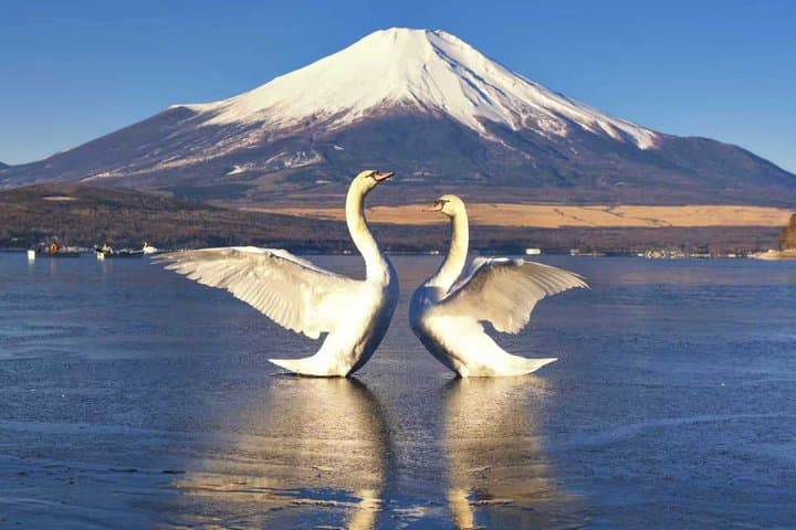 Mt. Fuji Two Lakes Swan Cruise and Hot Spring One Day Tour — photo 5