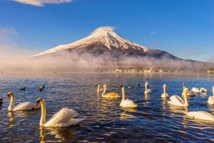 Mt. Fuji Two Lakes Swan Cruise and Hot Spring One Day Tour — photo 7