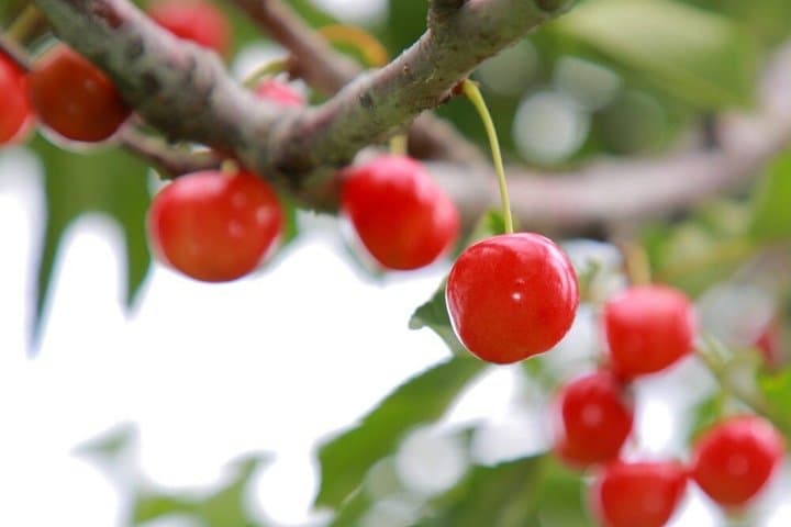 Cherry and Strawberry Hunting Sapporo Complete Package — photo 6