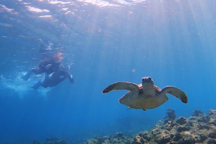 Small Group Yakushima Snorkeling High Chance to See Turtles — photo 4