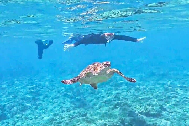 Small Group Yakushima Snorkeling High Chance to See Turtles — photo 8