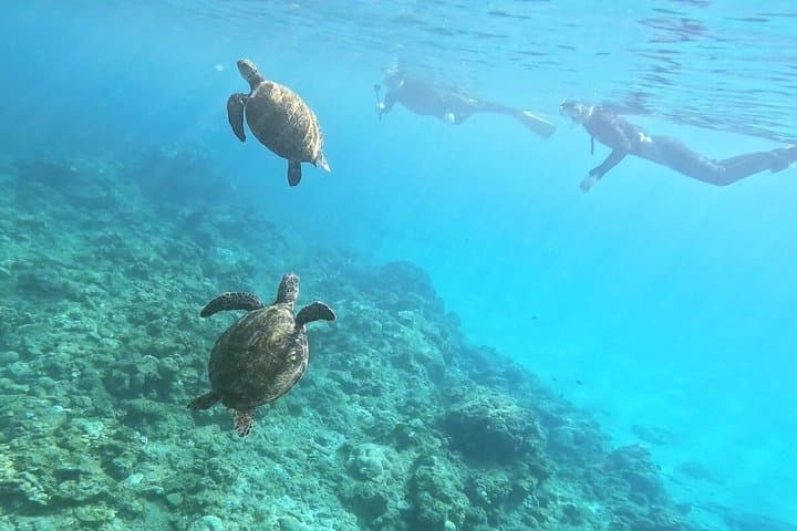 Small Group Yakushima Snorkeling High Chance to See Turtles — photo 2