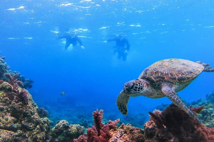 Small Group Yakushima Snorkeling High Chance to See Turtles — photo 5