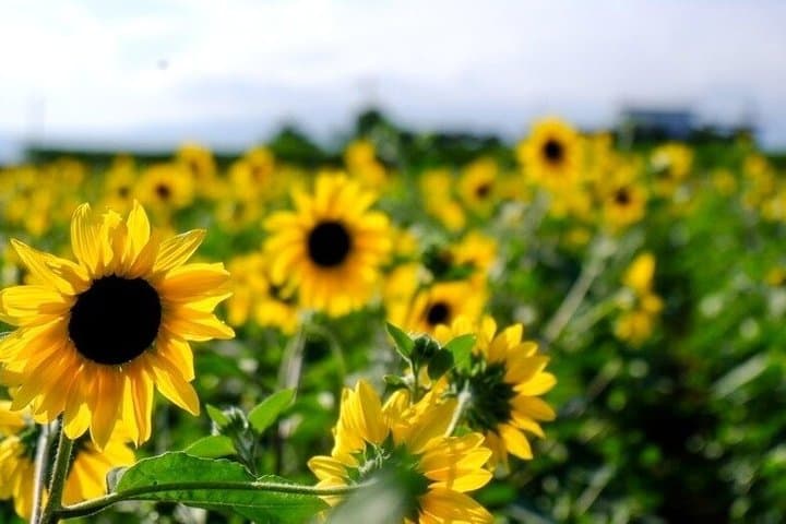 Sunflower Fields Day Trip with Peach Picking from Tokyo — photo 5