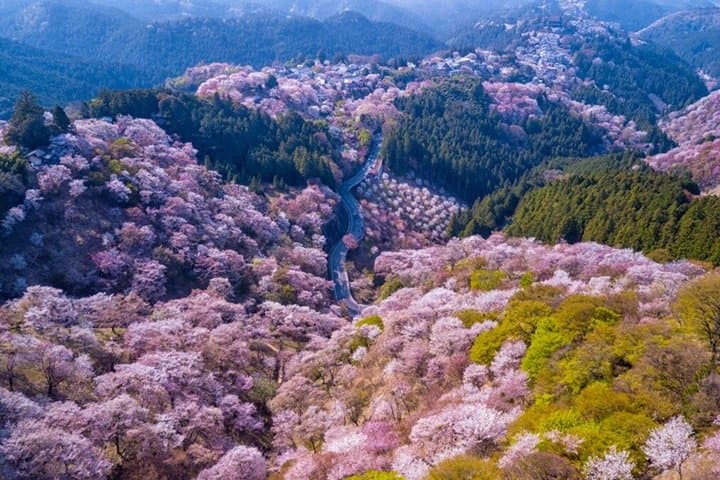 Nara Private Tour Nature Temples Beyound Tourist Spots — photo 5