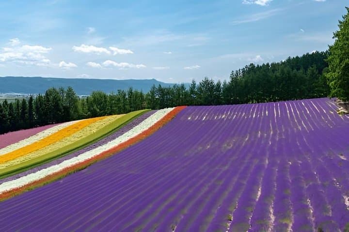 Private One Day Tour of Biei and Furano from Sapporo — photo 3