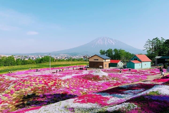 Sapporo Hokkaido Moss Phlox and Tulip Flower Fields Day Trip — photo 5