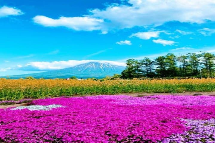 Sapporo Hokkaido Moss Phlox and Tulip Flower Fields Day Trip — photo 4