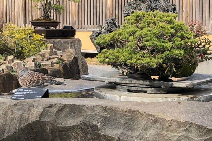 Omiya Bonsai Museum and Village Guided Tour Near Tokyo — photo 4