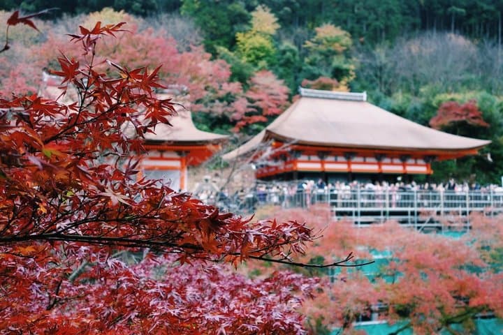 Kyoto & Nara customizeable Luxury Private Day Tour Driver Guide — photo 9