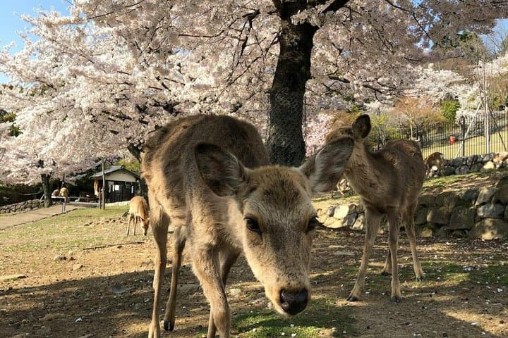 Kyoto & Nara customizeable Luxury Private Day Tour Driver Guide — photo 10