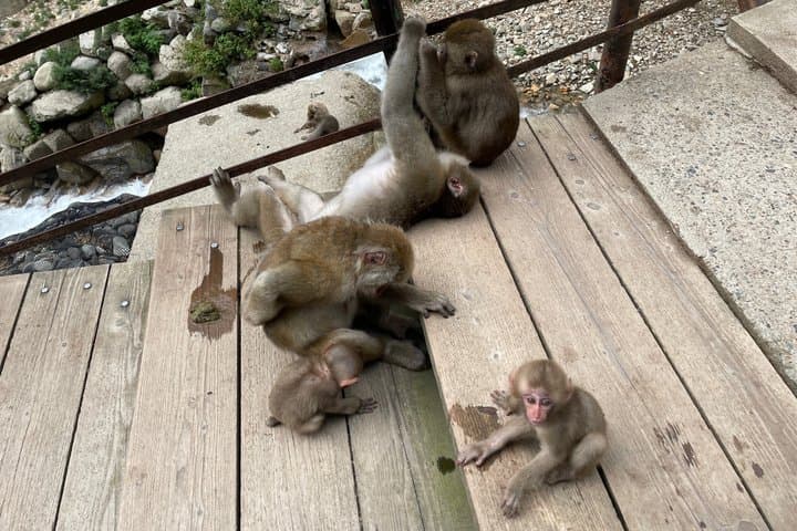 Green Season Snow Monkeys: Baby Monkeys & Scenic Forest Walk — photo 6