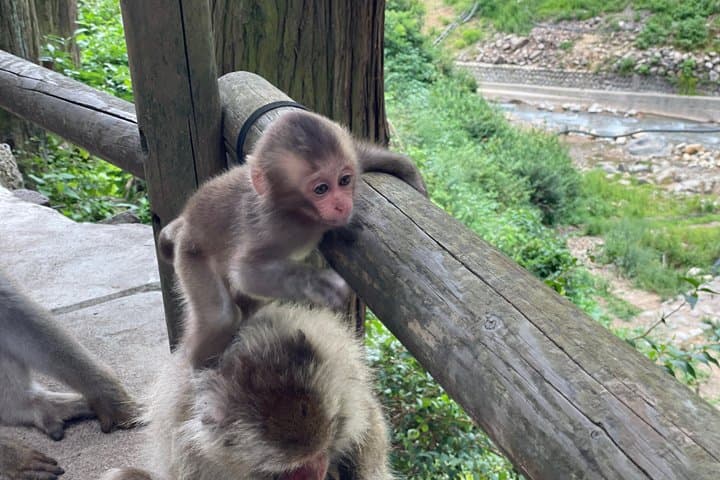 Green Season Snow Monkeys: Baby Monkeys & Scenic Forest Walk — photo 4