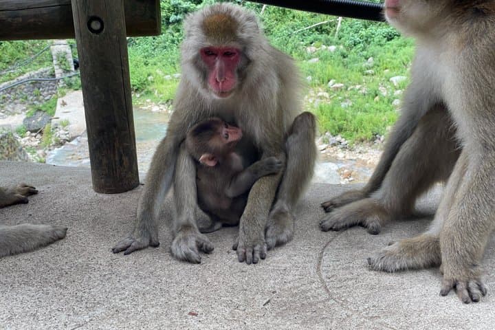 Green Season Snow Monkeys: Baby Monkeys & Scenic Forest Walk — photo 7