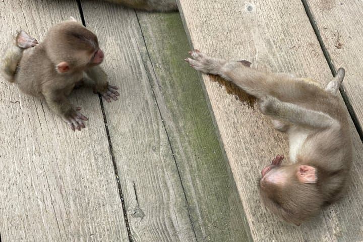 Green Season Snow Monkeys: Baby Monkeys & Scenic Forest Walk — photo 11