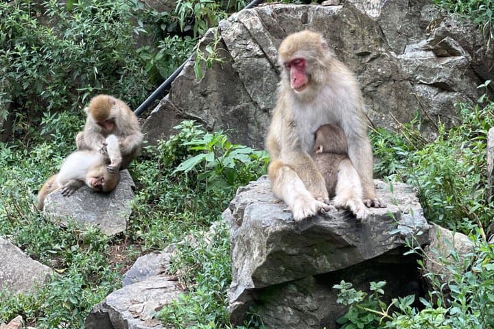 Green Season Snow Monkeys: Baby Monkeys & Scenic Forest Walk — photo 2