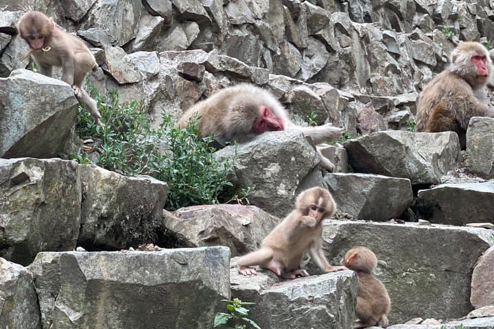 Green Season Snow Monkeys: Baby Monkeys & Scenic Forest Walk — photo 3